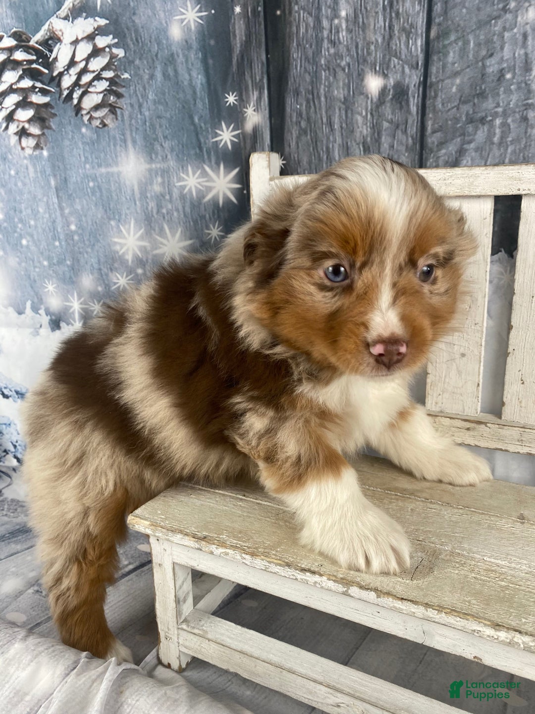 Australian Shepherd dogs for sale: Nova - Ad 7