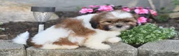 Shih Tzu dogs for sale: Bella - Ad 5