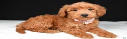 Mini Goldendoodle dogs for sale: Sheila F1B - Ad 7
