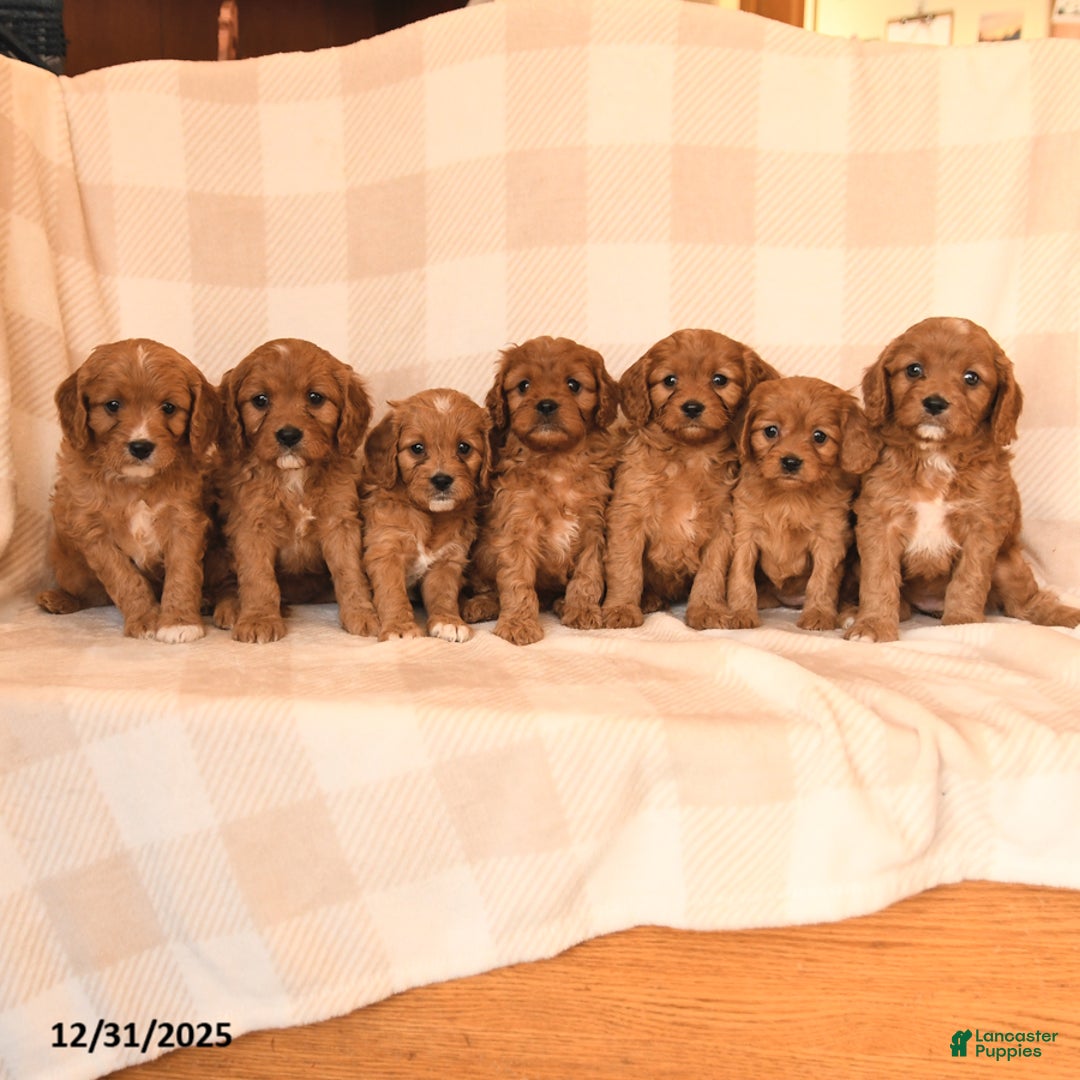 Cavapoo dogs for sale: Cherish - Ad 5