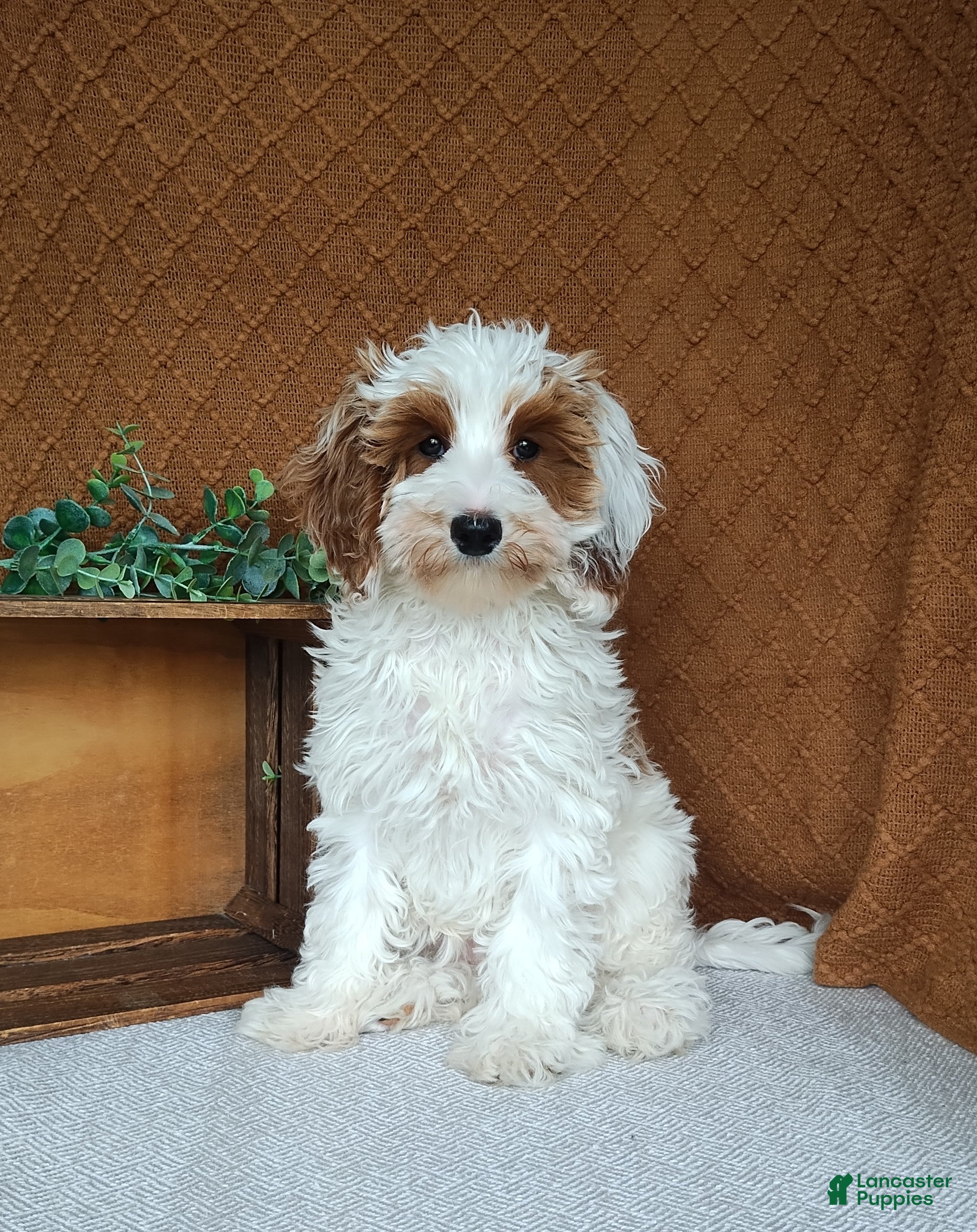 Cavapoo dogs for sale: Glory - Ad 2