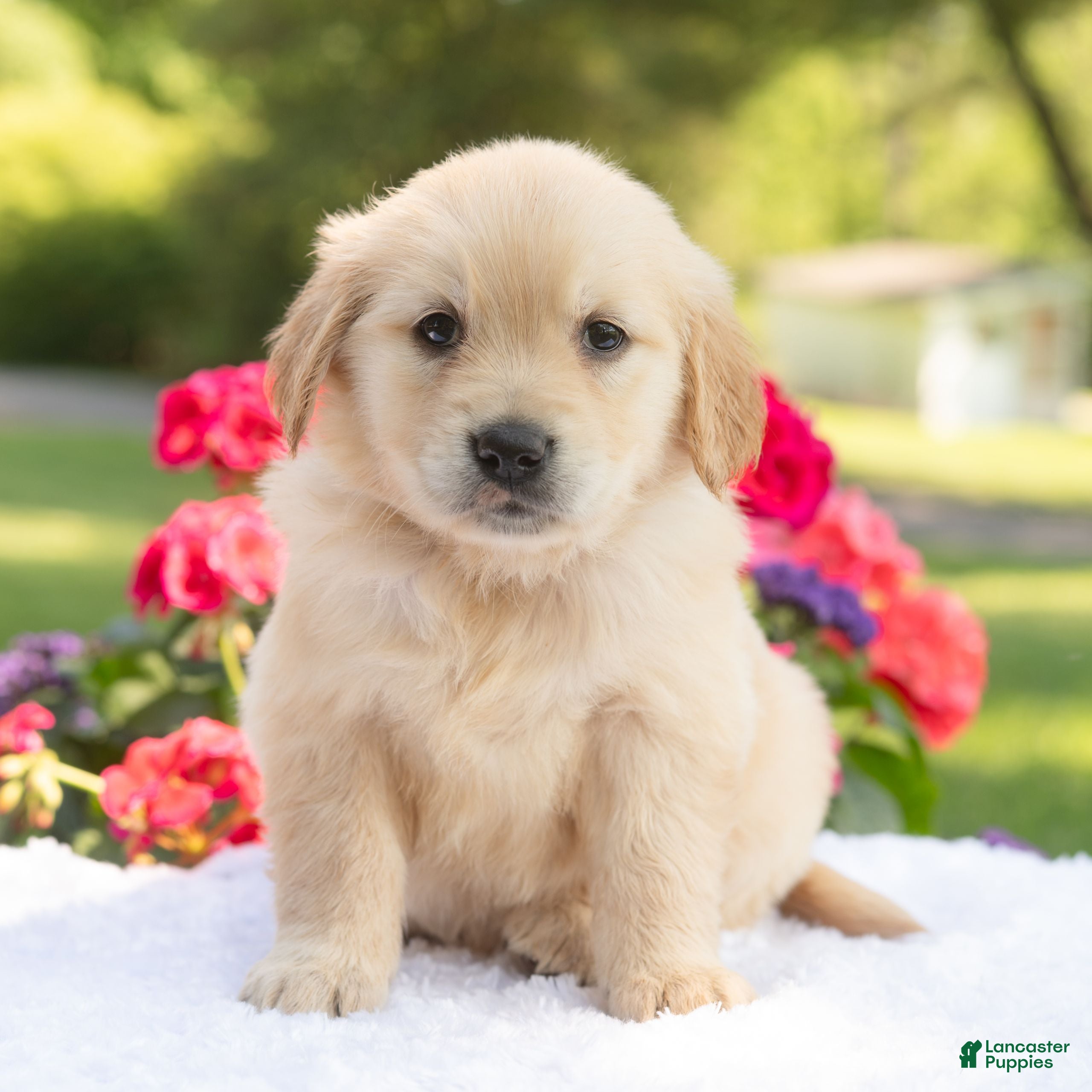 Golden Retriever dogs Scarlet  - Ad 1