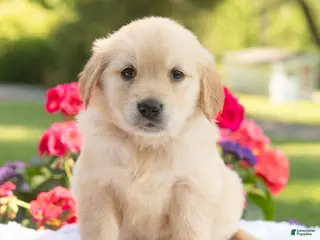 Golden Retriever dogs for sale: Scarlet - Ad 3