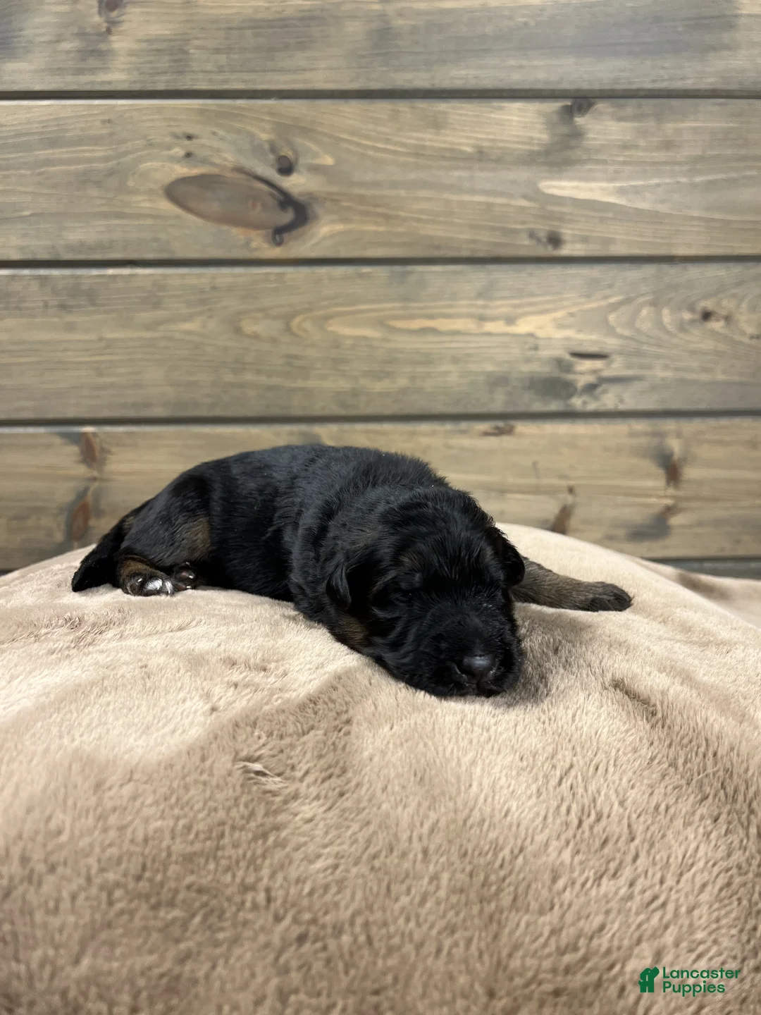 German Shepherd dogs for sale: Coast - Ad 4