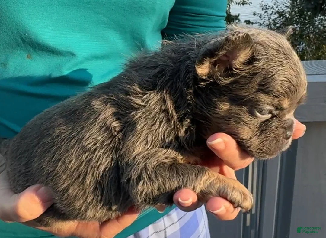 Gallery Image {{count}}