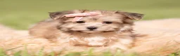 Morkie dogs for sale: Sundae F1 - Ad 4