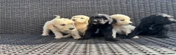 Goldendoodle dogs for sale: Goldendoodle Puppy 2 - Ad 7