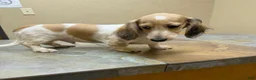 Dachshund dogs for sale: Star - Ad 6