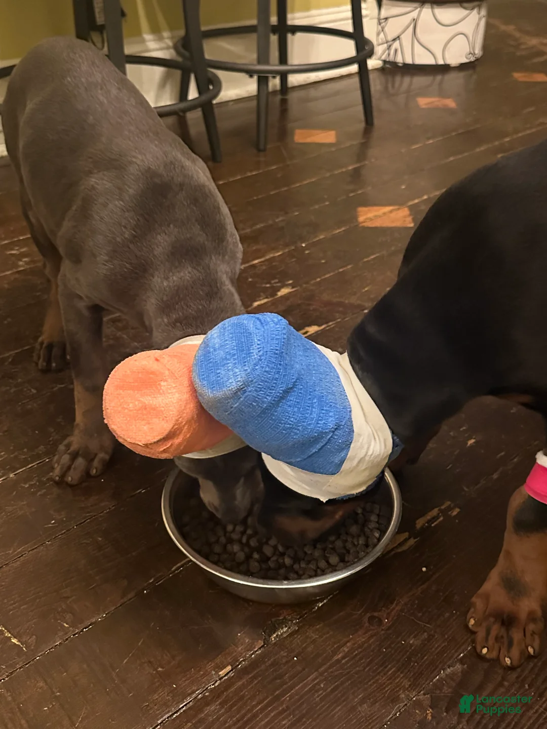 Doberman Pinscher dogs for sale: Ms. Blue Valentine - Ad 4