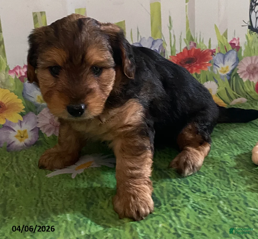 Yorkiepoo dogs for sale: Rubble - Ad 2