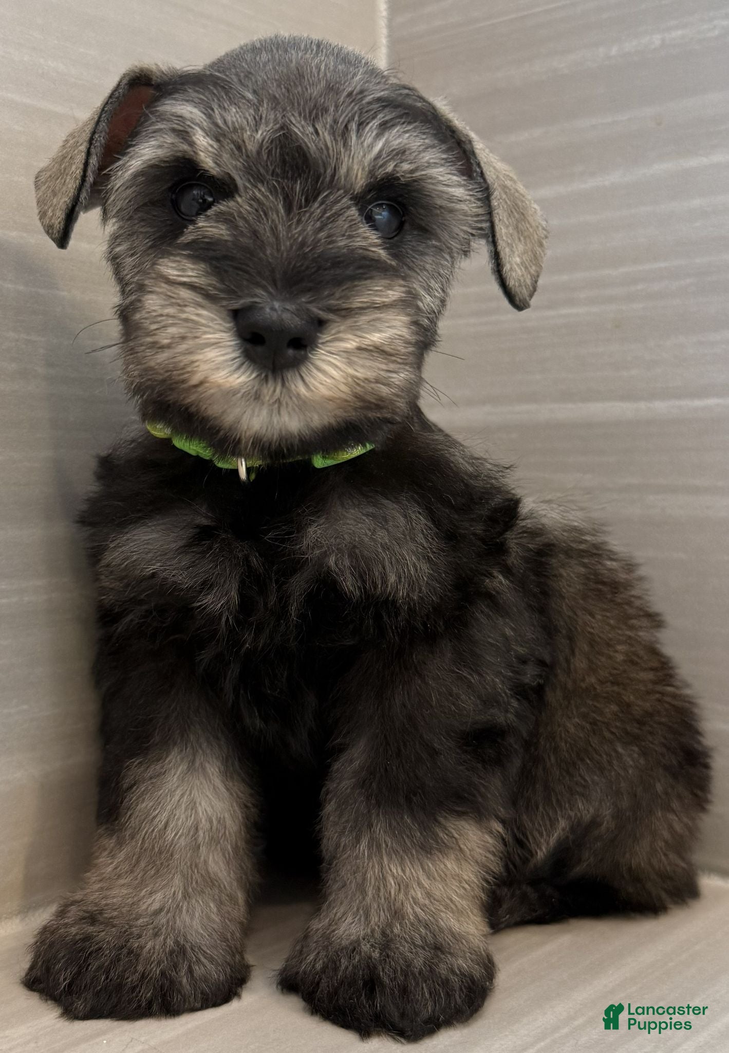 Miniature Schnauzer dogs Buzz - Ad 1