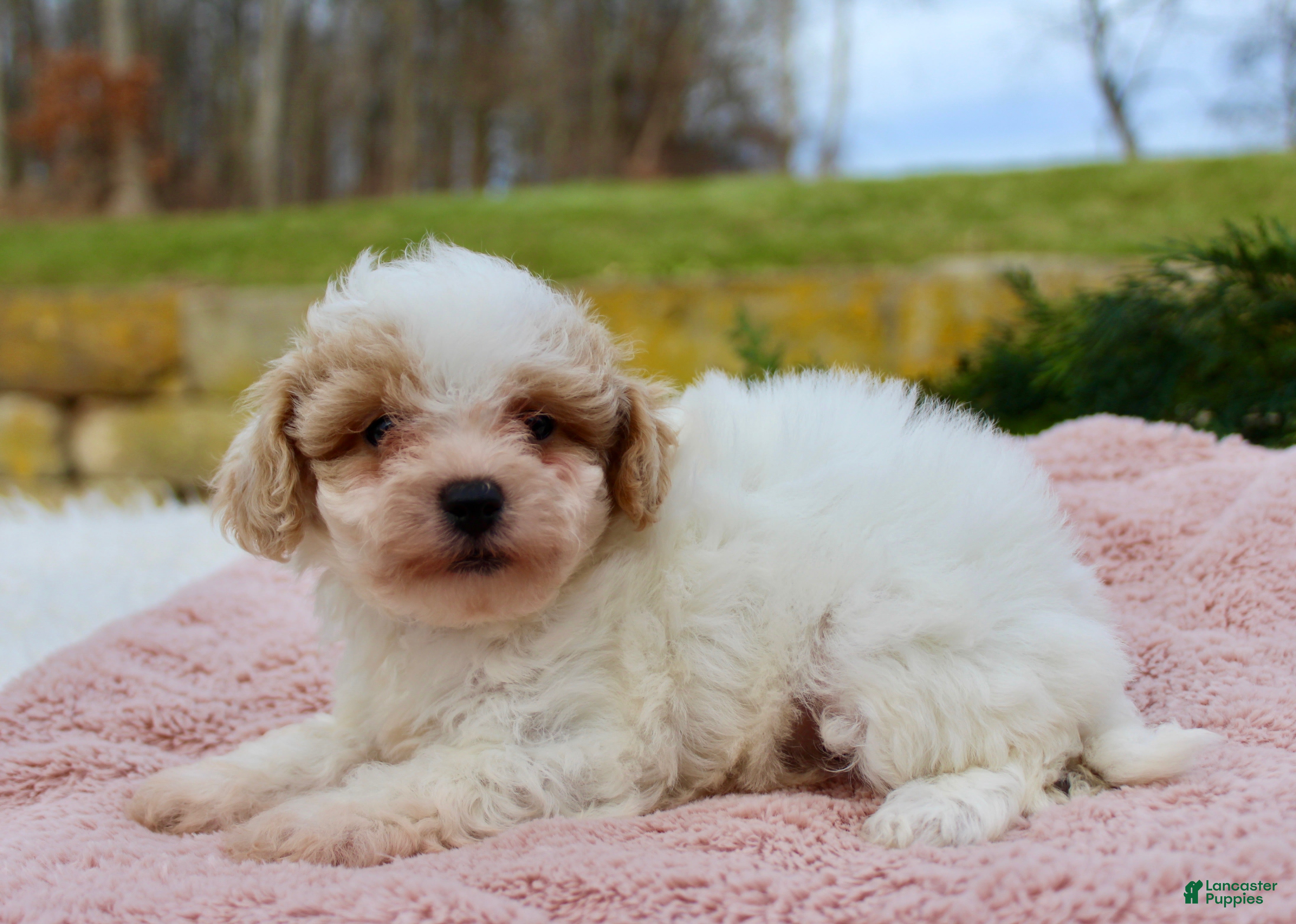 Bichpoo dogs Bichpoo Puppy 5 - Ad 38