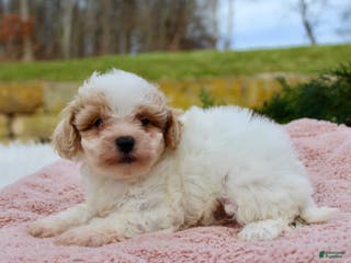 Bichpoo dogs Bichpoo Puppy 5 - Ad 38