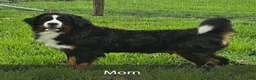 Bernedoodle dogs for sale: Sasha - Ad 9