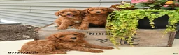 Cavapoo dogs for sale: Isabelle - Ad 5