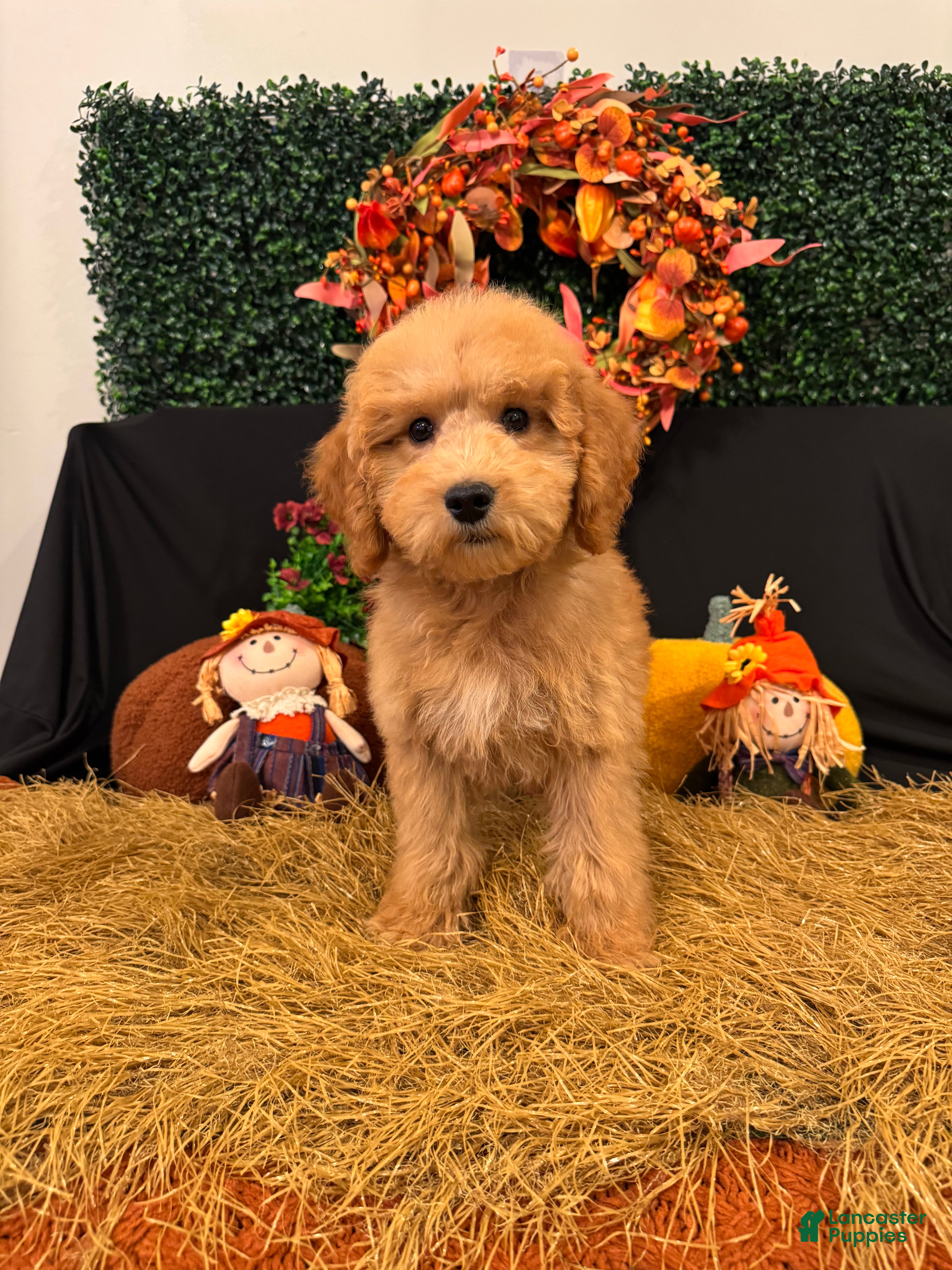Mini Goldendoodle dogs Casper - Ad 2