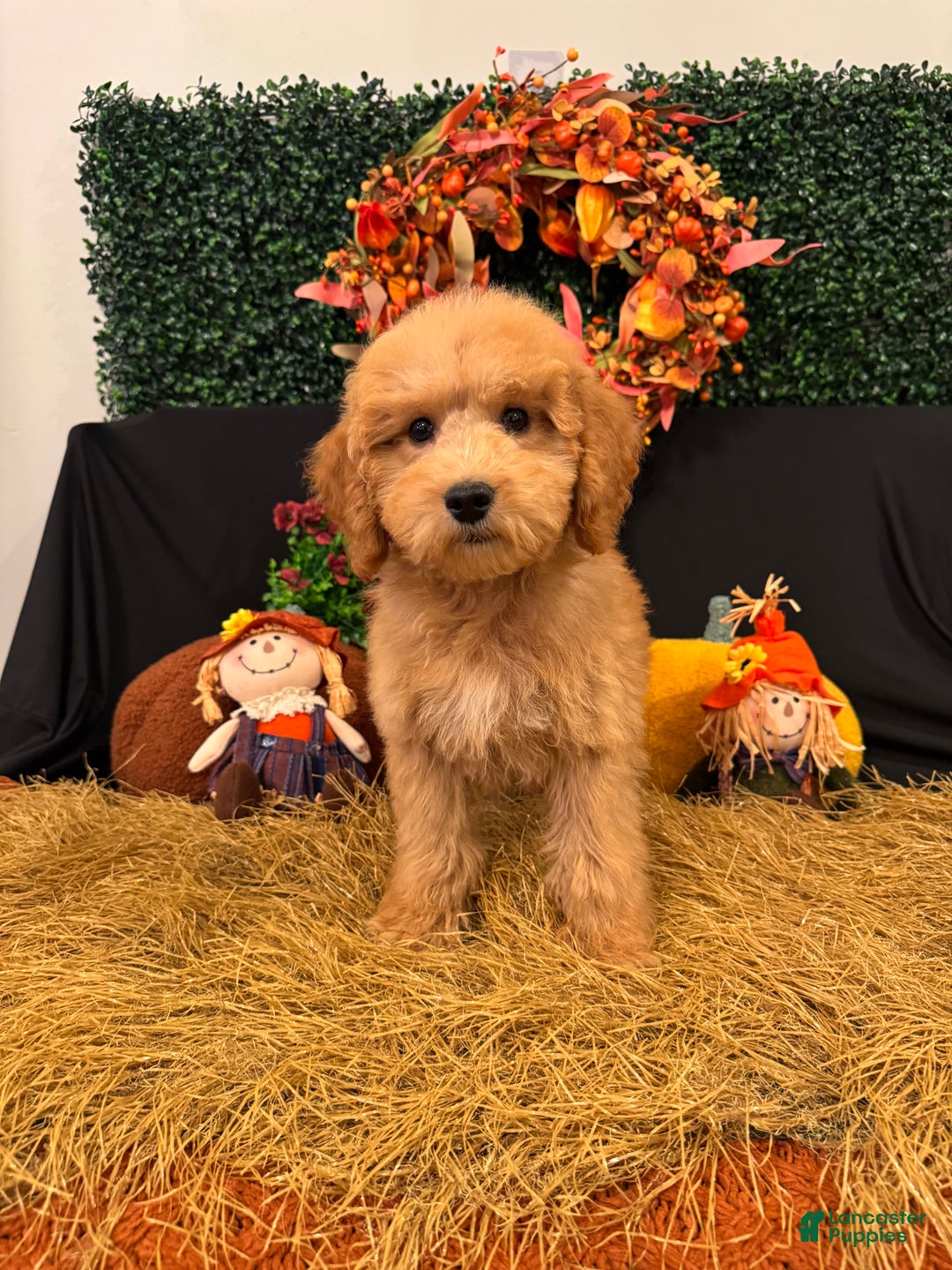 Mini Goldendoodle dogs for sale: Casper - Ad 1