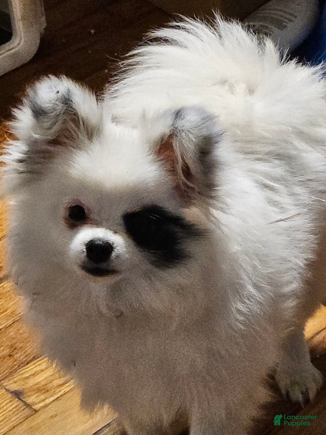 Gallery Image {{count}}