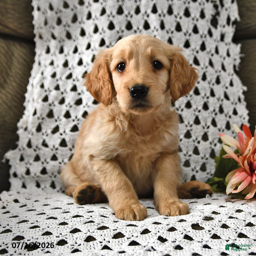 Goldendoodle dogs Elvis - Ad 2