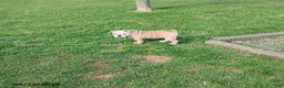 English Bulldog dogs for sale: Reba Mae - Ad 8