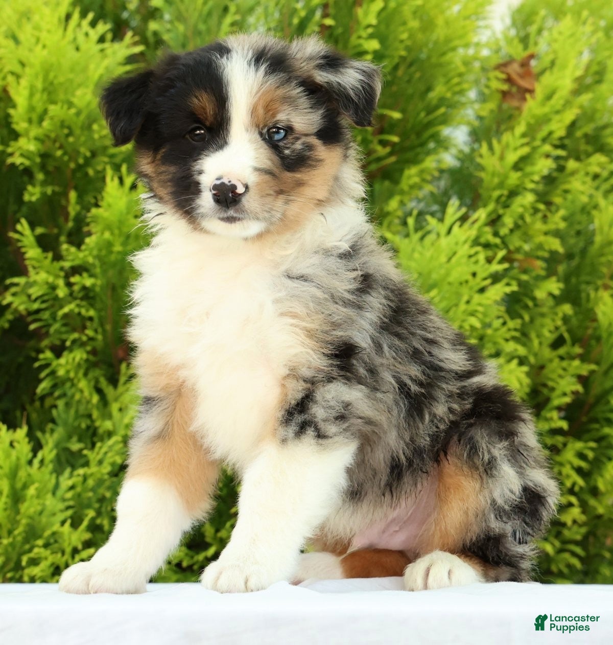 Australian Shepherd dogs Chip - Ad 1