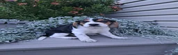 Beagle dogs for sale: ARCHIE - Ad 4