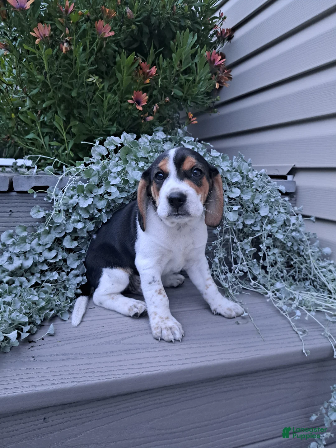 Beagle dogs for sale: ARCHIE - Ad 4