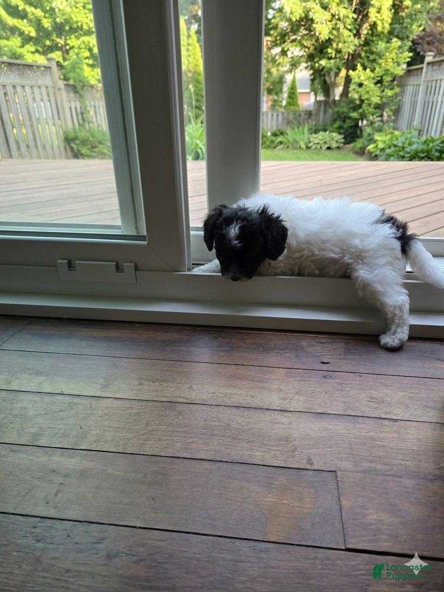 Shihpoo dogs Max - Ad 10