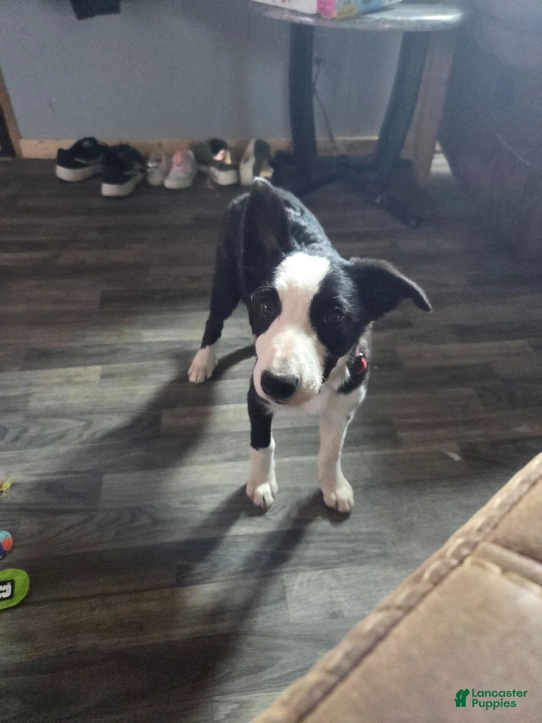 Border Collie dogs for sale: Kaida - Ad 2