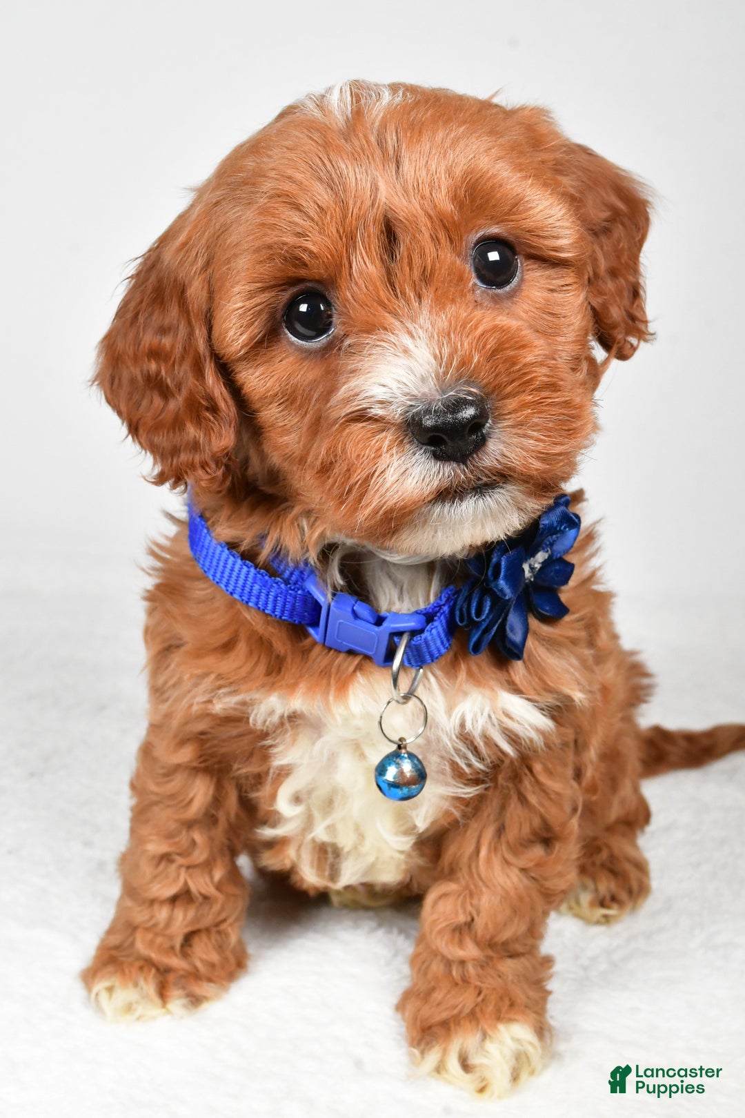 Cavapoo dogs for sale: Tanner - Ad 3