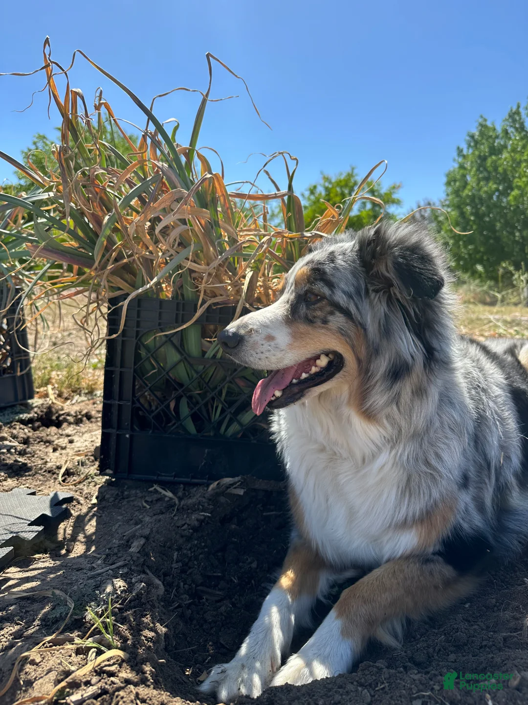 Mixed Breed dogs for sale: Puffball - Ad 2