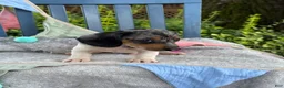 Miniature Dachshund dogs for sale: Titan - Ad 5