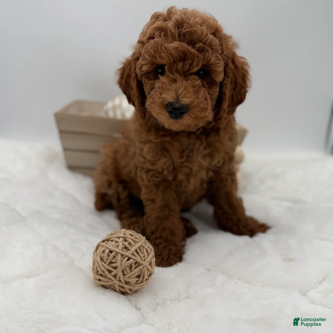 Mini Goldendoodle dogs for sale: Mini Goldendoodle 2 - Ad 2