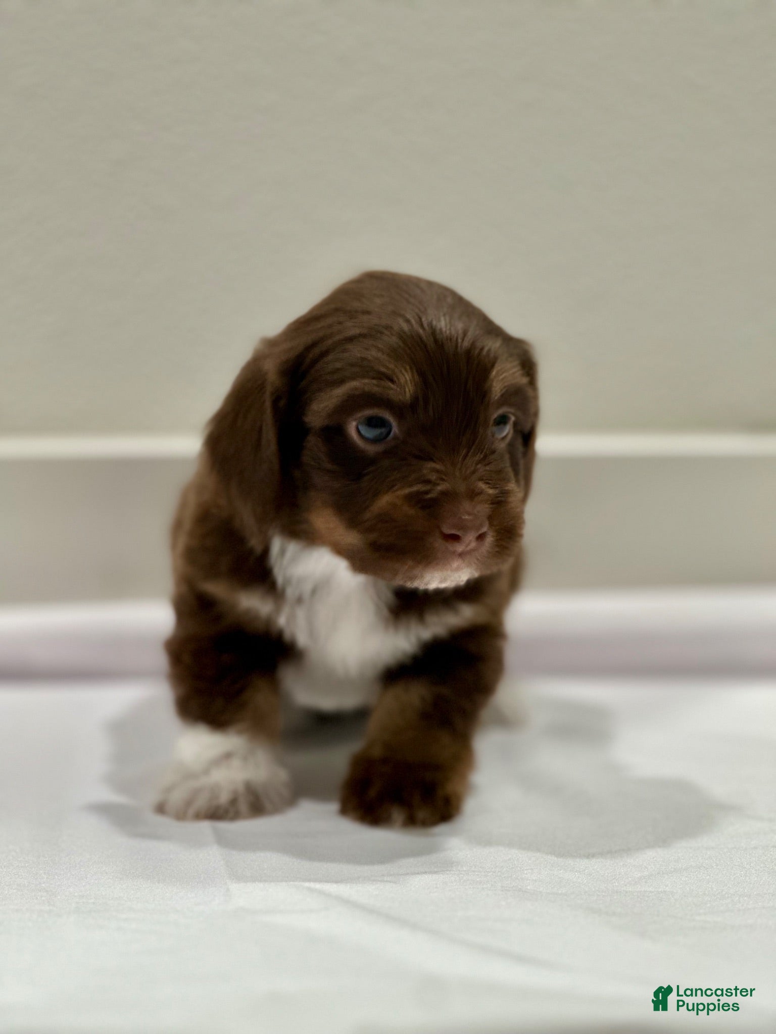 Mixed Breed dogs Mixed Breed 4 - Ad 41