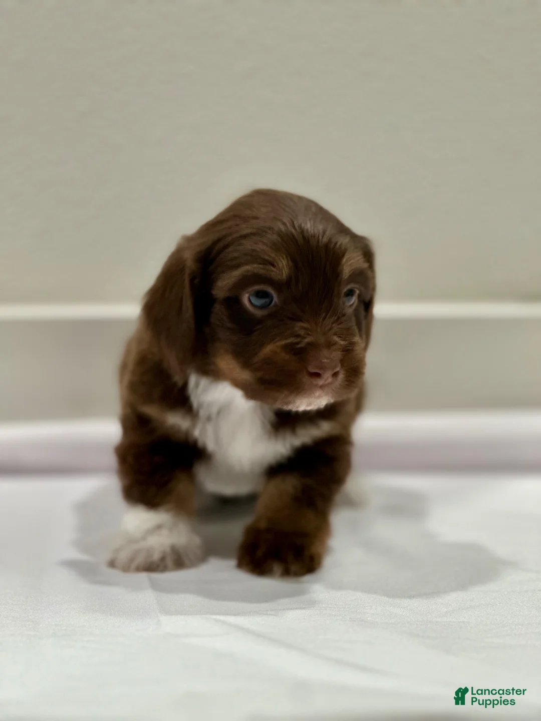 Mixed Breed dogs for sale: Mixed Breed 4 - Ad 1