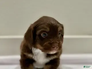 Mixed Breed dogs Mixed Breed 4 - Ad 19