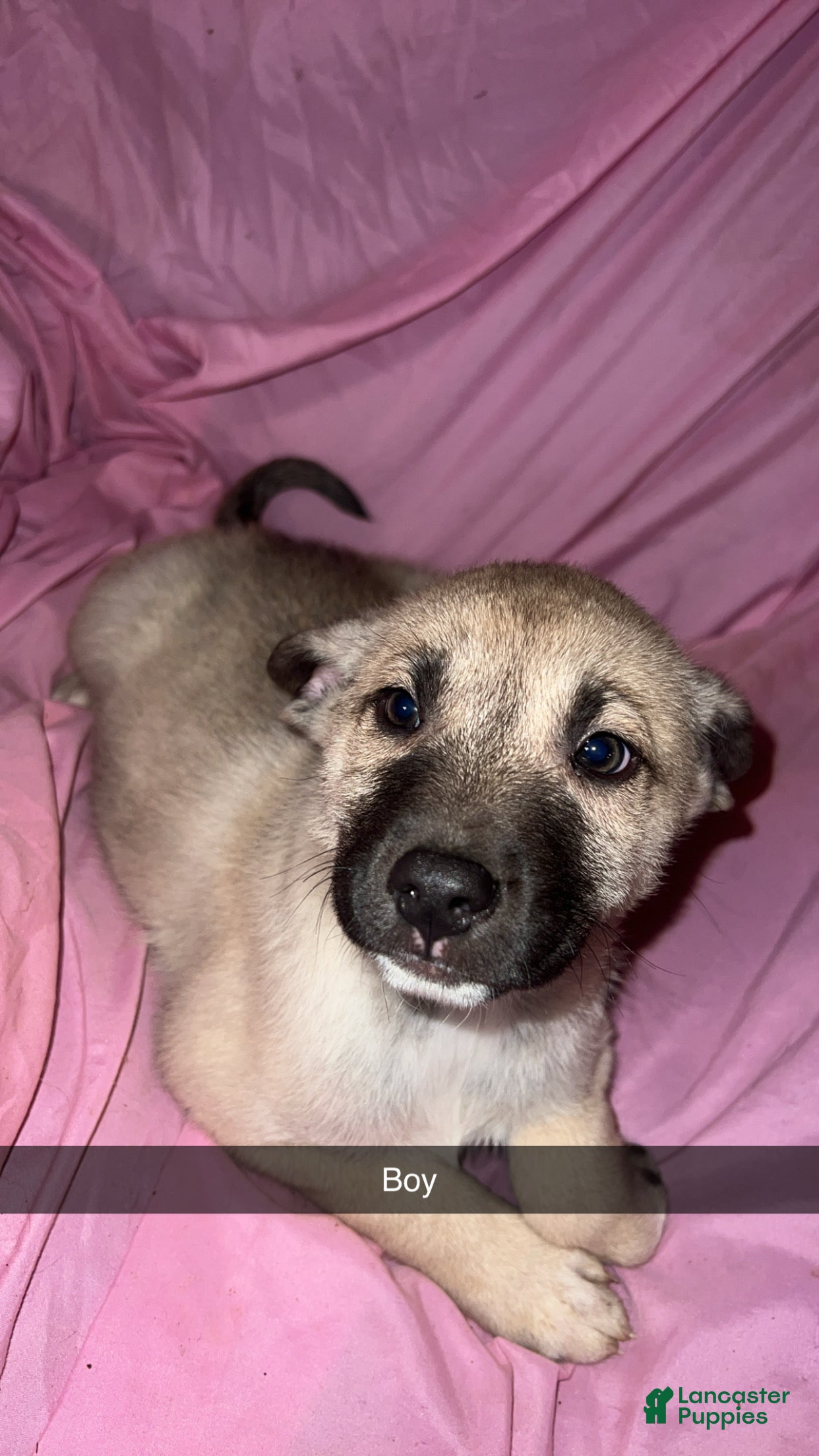 Mixed Breed dogs Boy 3 - Ad 9