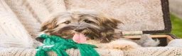 Havanese dogs for sale: Biscotti - Ad 4