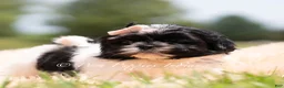 Shih Tzu dogs for sale: Penny - Ad 3