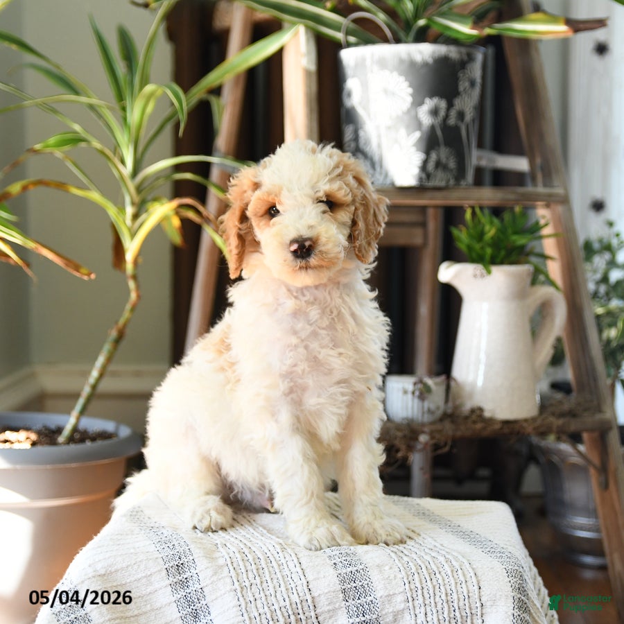 Standard Poodle dogs Drew - Ad 1