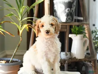 Standard Poodle dogs for sale: Drew - Ad 2