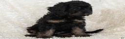 Goldendoodle dogs for sale: Teddy - Ad 8
