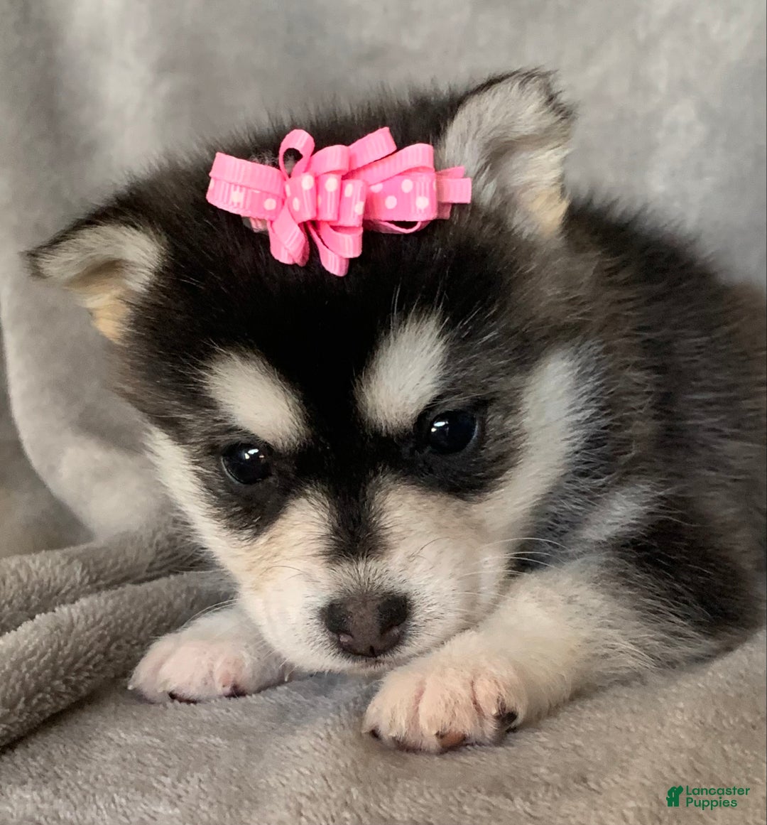 Alaskan Klee Kai dogs for sale: Gorgeous Toy Husky~Sweet POLLY~!!! - Ad 6