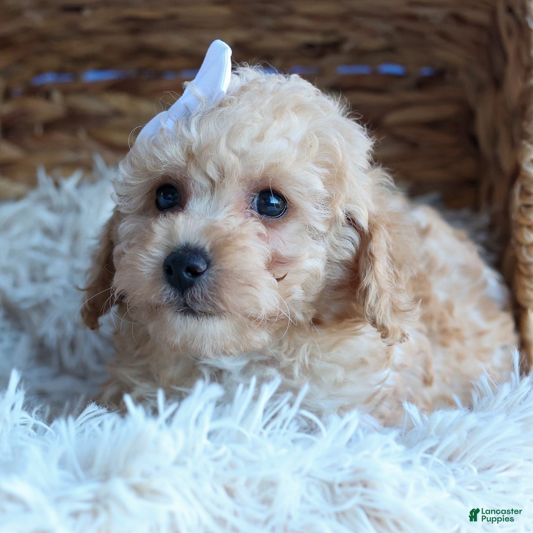 Miniature Poodle dogs for sale: LEO - Ad 10