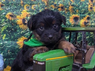 Shorkie dogs Loki - Ad 24