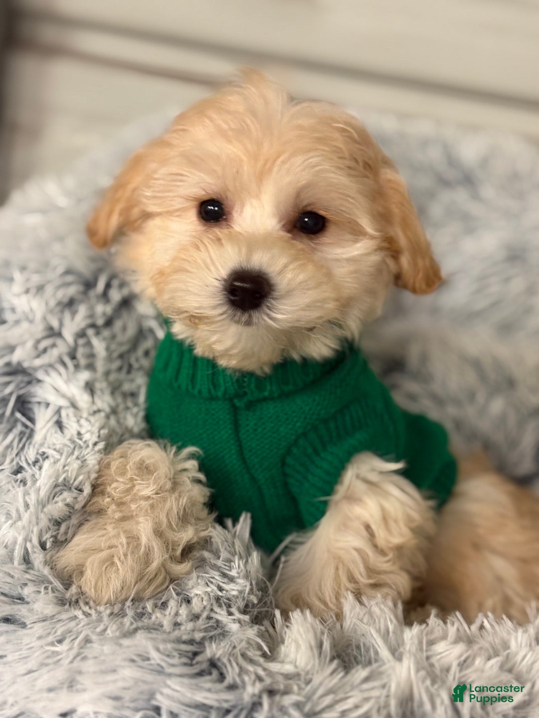 Mixed Breed dogs for sale: Lalo - Ad 1