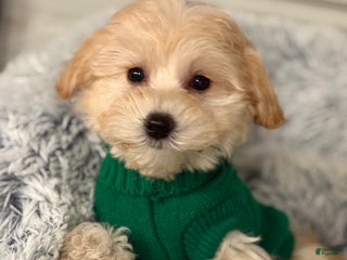 Mixed Breed dogs Lalo - Ad 2