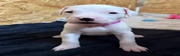 Dogo Argentino dogs for sale: Purple pink collar female  - Ad 3