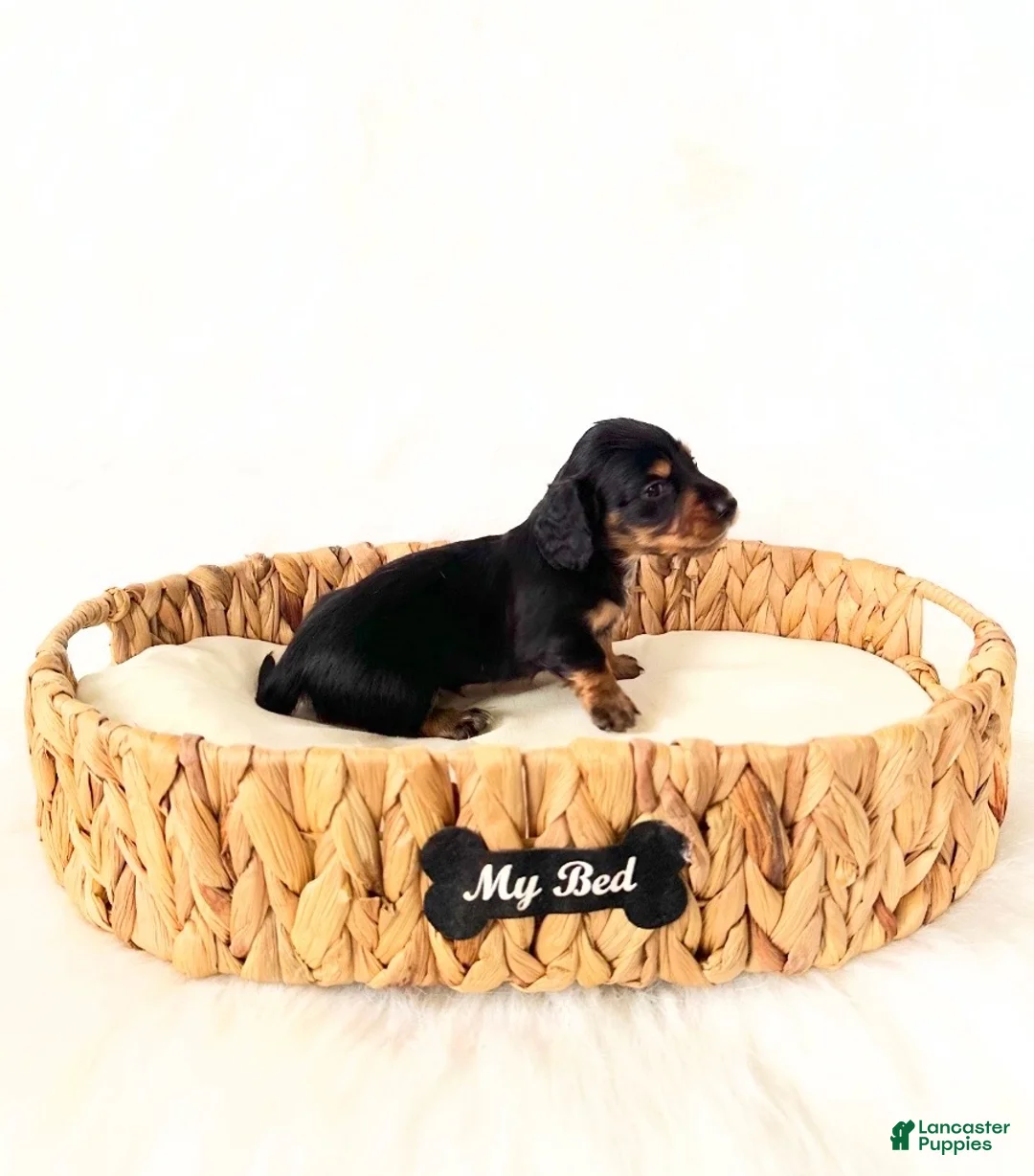 Miniature Dachshund dogs for sale: AKC Badger - Ad 6