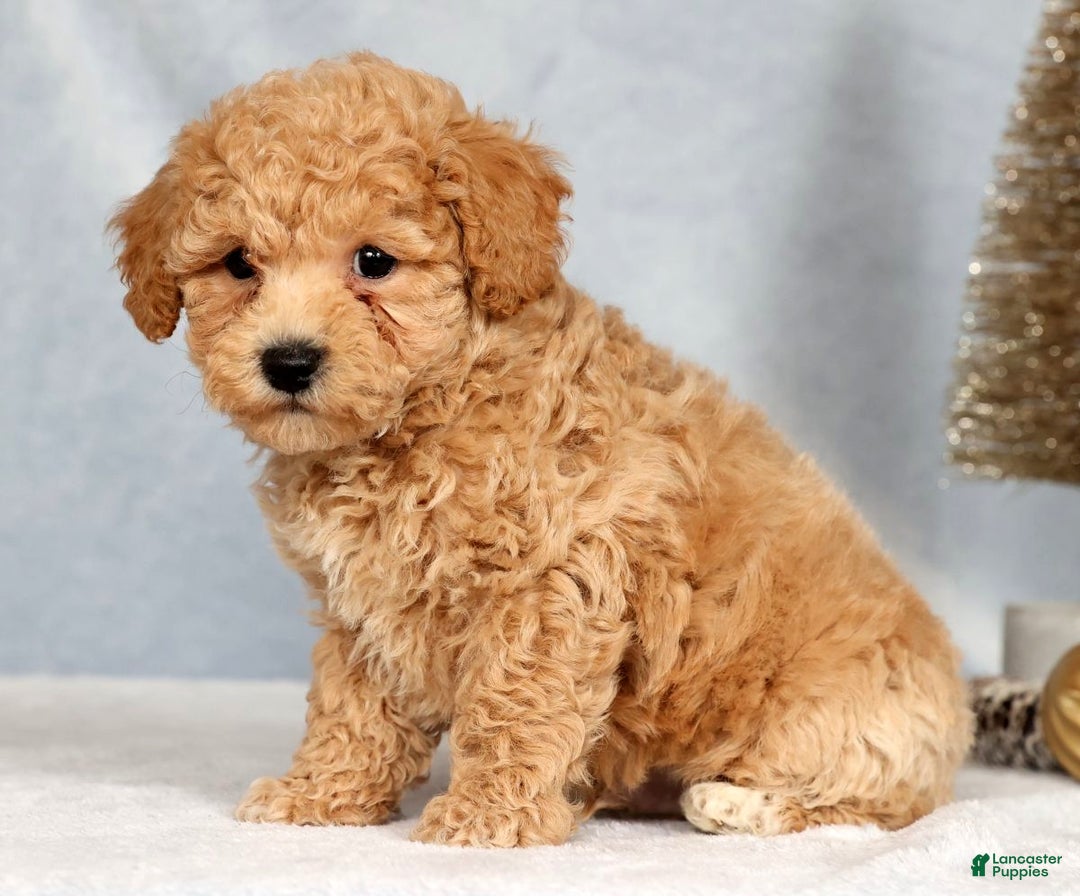 Bichpoo dogs for sale: Ringo - Ad 5